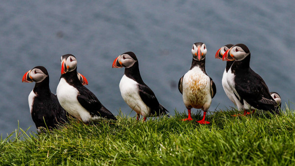 Sept puffins - Patrick ROUCH