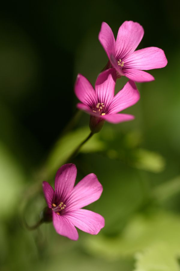 Oxalis rose - Anne ITIER